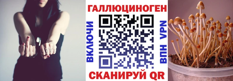 купить закладку  Суджа  Псилоцибиновые грибы Psilocybe 